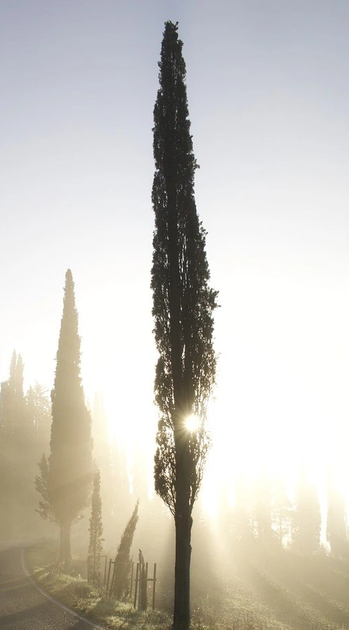 Cypress trees on a foggy morning with the sun shinning through them.