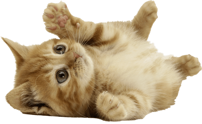 A ginger kitten on its back playfully holding out its front paws
